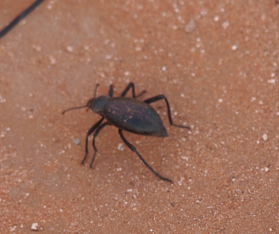 [A dark, six-legged critter walks away to the left across sandy-colored dirt. It's body has two sections and long antenna projecting from its head.]
